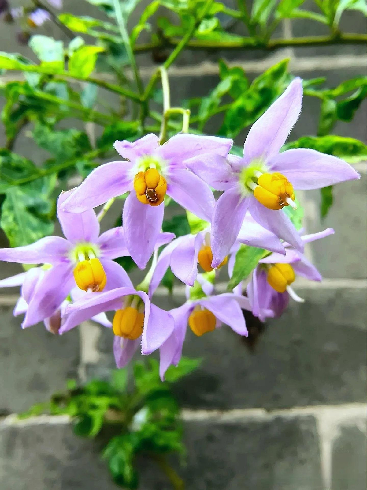 Hoa tiêu nương là món quà tuyệt đẹp cho những ai yêu sự lãng mạn: chỉ cần “cho đi một chút”, bạn sẽ nhận lại cả một mùa hoa xanh tím bồng bềnh như bầu trời vỡ vụn.