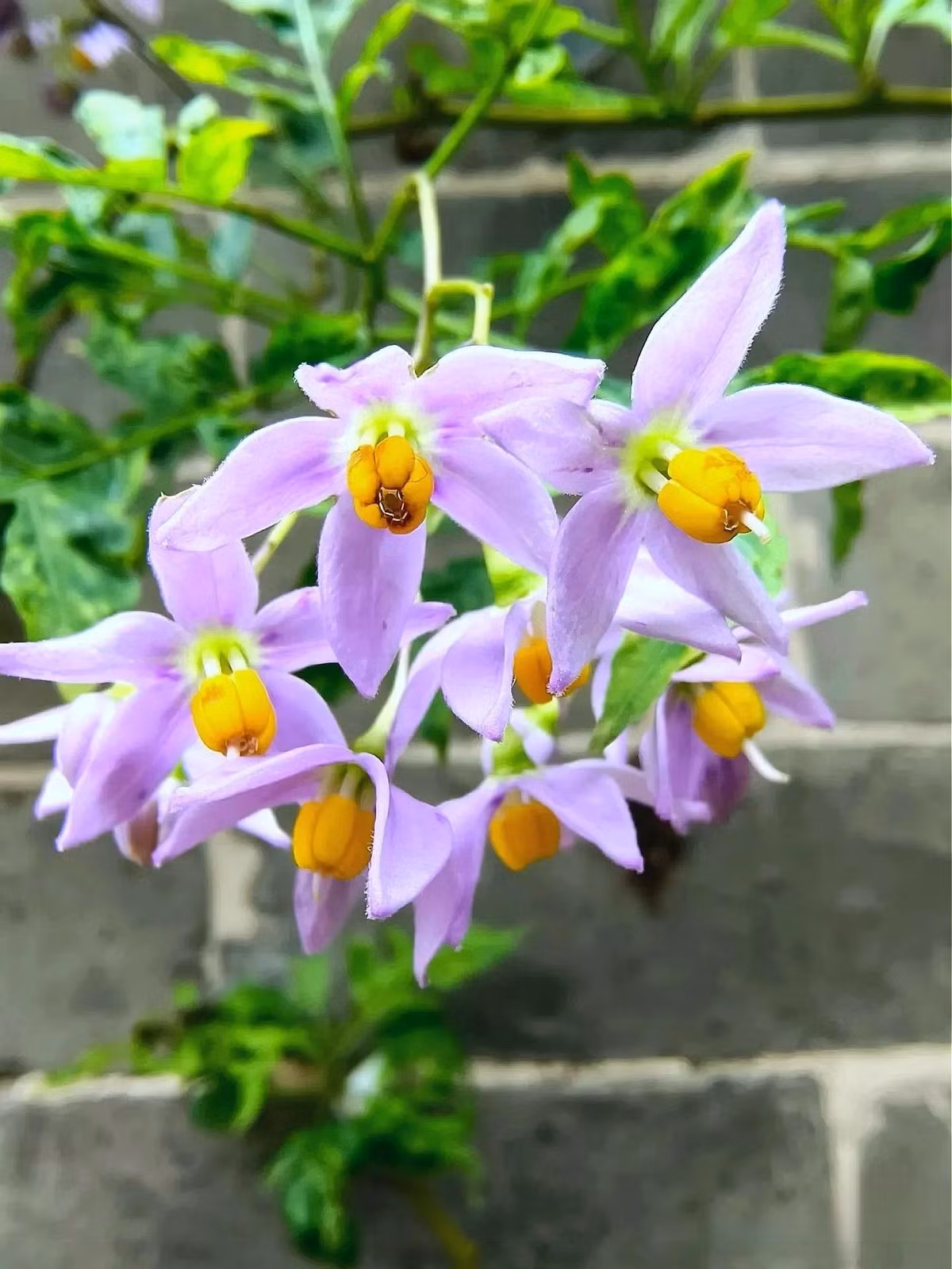 Hoa tiêu nương là món quà tuyệt đẹp cho những ai yêu sự lãng mạn: chỉ cần “cho đi một chút”, bạn sẽ nhận lại cả một mùa hoa xanh tím bồng bềnh như bầu trời vỡ vụn.