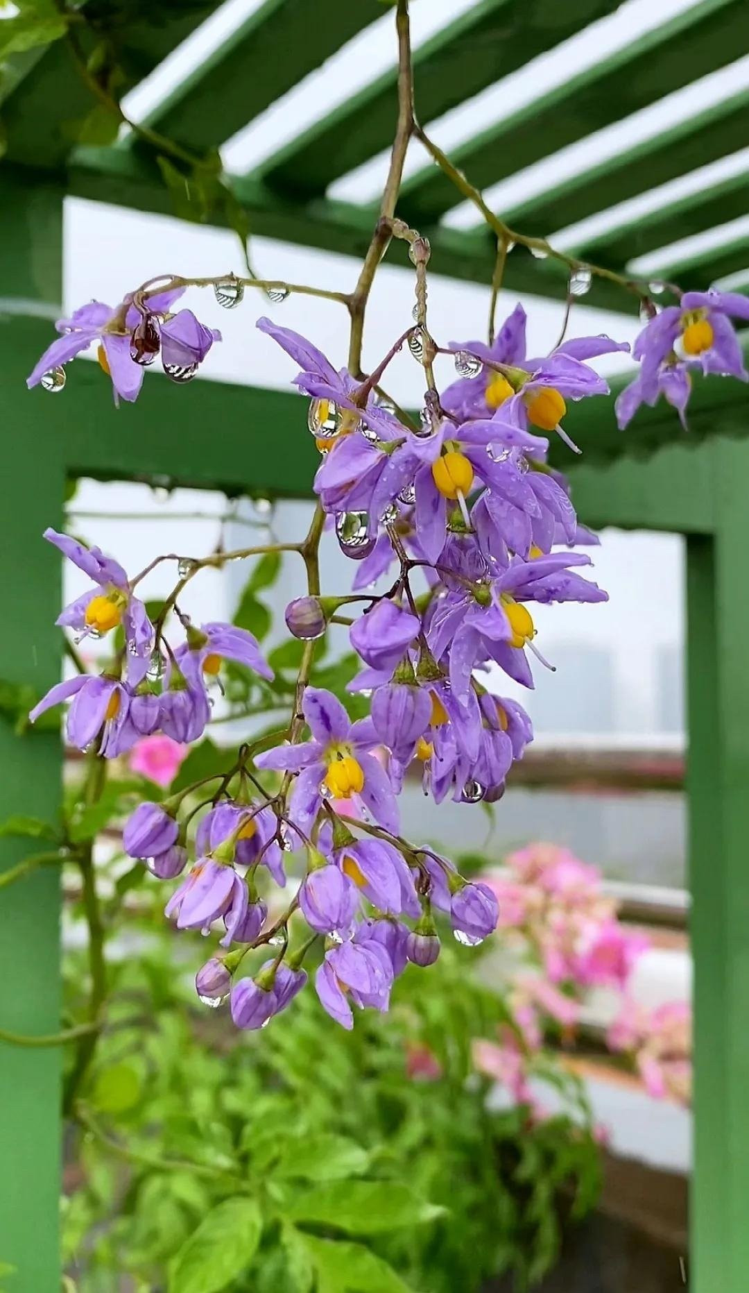 Khi mới nở, hoa mang màu chàm tím; dưới nắng, chuyển sang xanh lam trong vắt như sương mai.