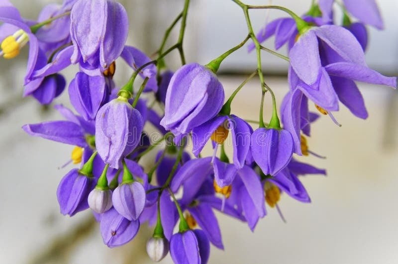 Hoa có thể cắt cắm bình: cắm chéo 45°, nước 1/3 chiều cao, kết hợp lá cát tường và khuynh diệp trắng tạo sắc xanh mát mắt.