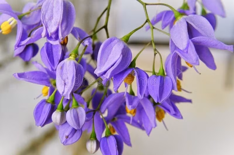 Hoa có thể cắt cắm bình: cắm chéo 45°, nước 1/3 chiều cao, kết hợp lá cát tường và khuynh diệp trắng tạo sắc xanh mát mắt.