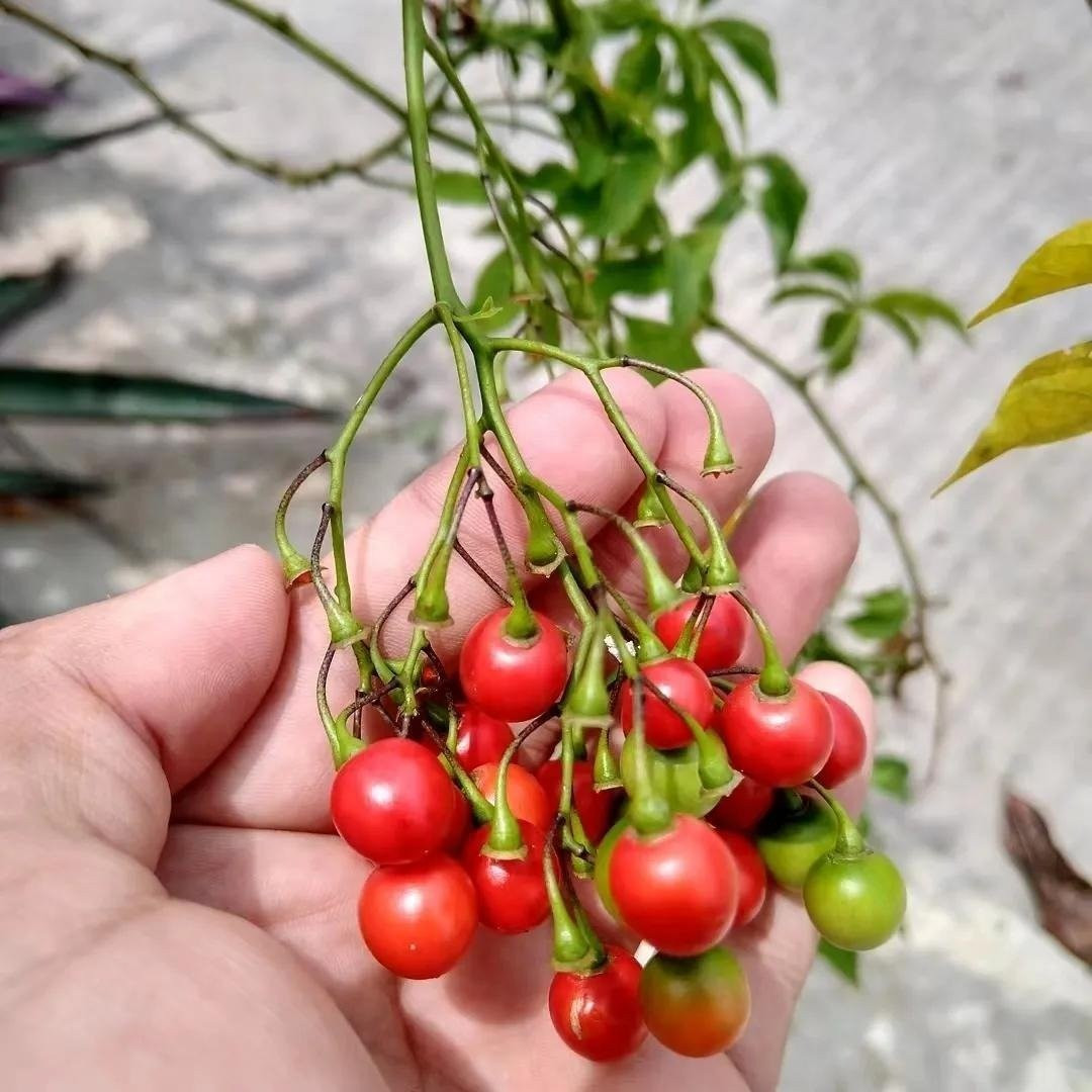 Lưu ý: mọi bộ phận của cây chứa độc tố, nuốt phải có thể gây nguy hiểm. Hãy đặt xa tầm tay trẻ em và thú nuôi.