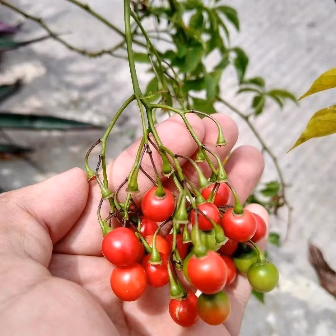 Lưu ý: mọi bộ phận của cây chứa độc tố, nuốt phải có thể gây nguy hiểm. Hãy đặt xa tầm tay trẻ em và thú nuôi.