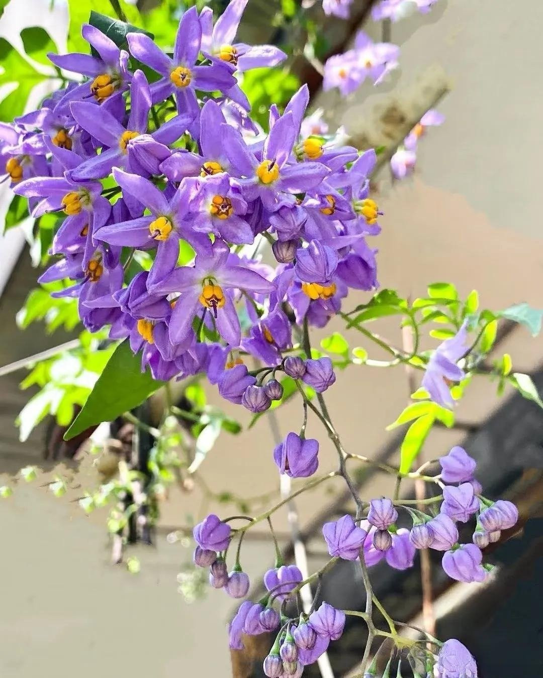 Tiêu nương nở rộ từ tháng 4 đến tháng 11, thu hút ong bướm, tỏa hương thơm nhẹ nhàng và giữ sắc hoa ngay cả khi nhiệt độ lên đến 35°C.