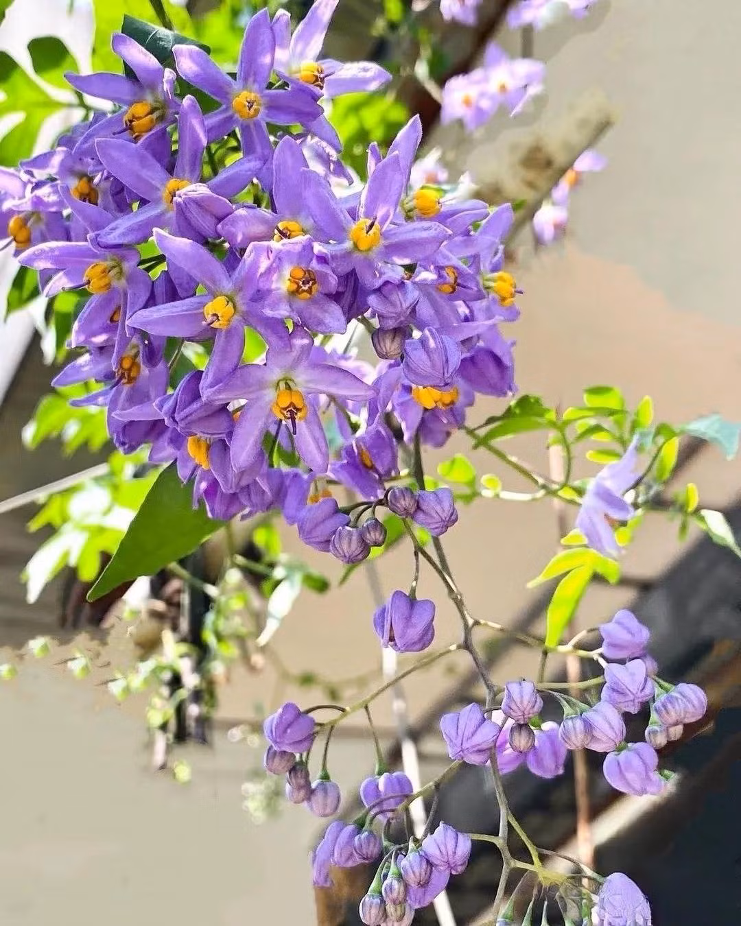 Tiêu nương nở rộ từ tháng 4 đến tháng 11, thu hút ong bướm, tỏa hương thơm nhẹ nhàng và giữ sắc hoa ngay cả khi nhiệt độ lên đến 35°C.