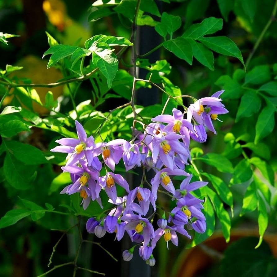 Dây mềm mại, vừa leo vừa rủ, dễ uốn theo ý muốn: muốn leo cao – cắm sào; muốn rủ thấp – treo trên lan can.