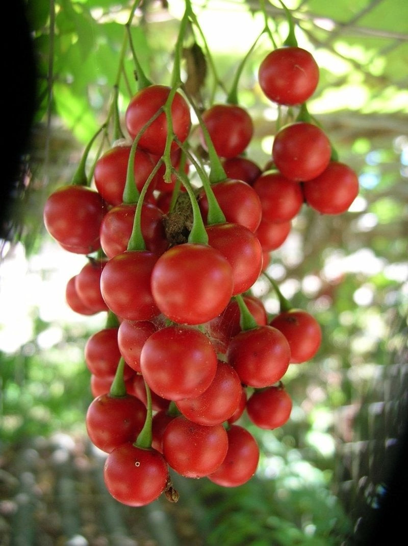 Cây dễ trồng, chịu được nắng nóng, có thể nở hoa cả trong bóng râm một phần, nhưng sợ lạnh dưới 5°C.