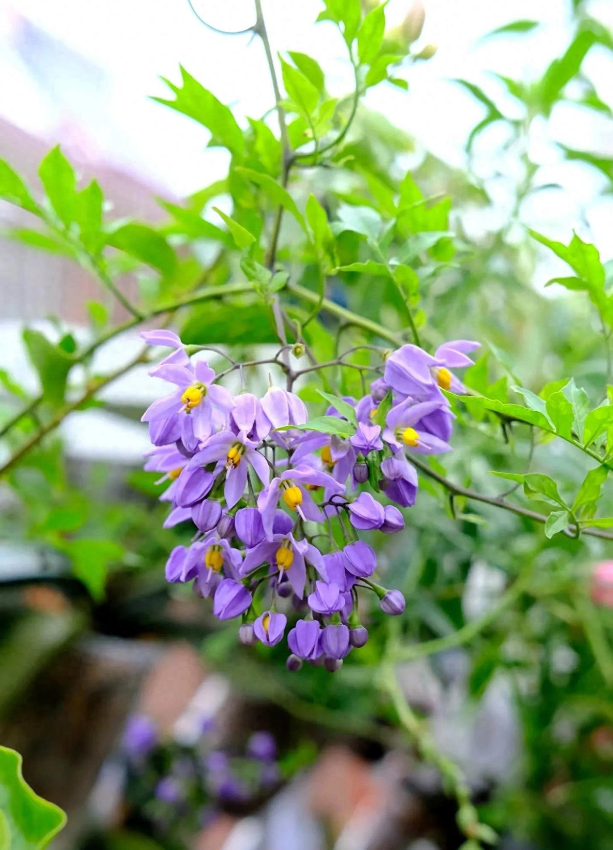 Cây leo cực nhanh: trồng từ cành giâm mùa xuân, đến mùa hè có thể cao 1,5 m; cây 2 năm tuổi phủ kín ban công rộng chỉ trong một mùa.