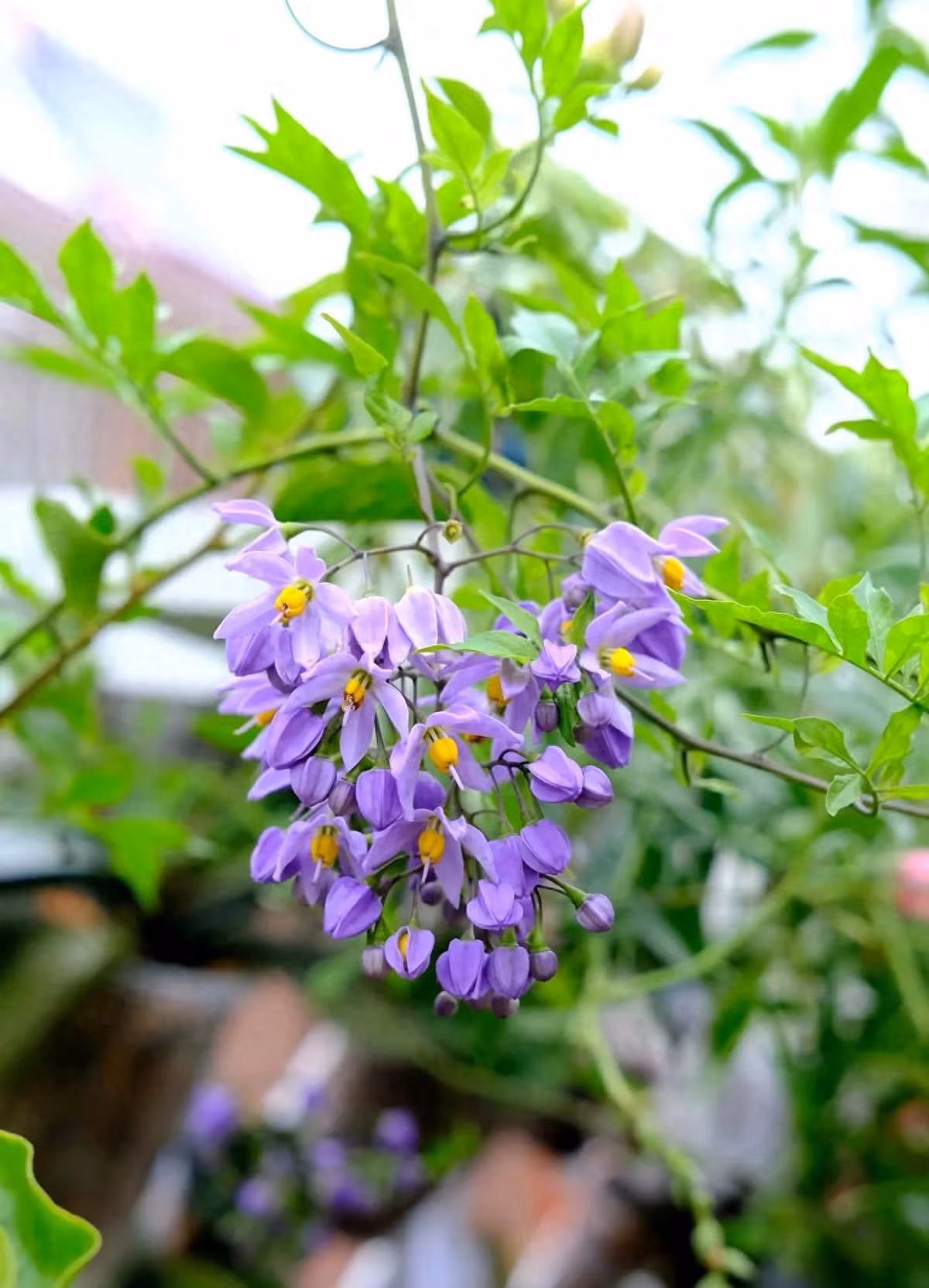 Cây leo cực nhanh: trồng từ cành giâm mùa xuân, đến mùa hè có thể cao 1,5 m; cây 2 năm tuổi phủ kín ban công rộng chỉ trong một mùa.