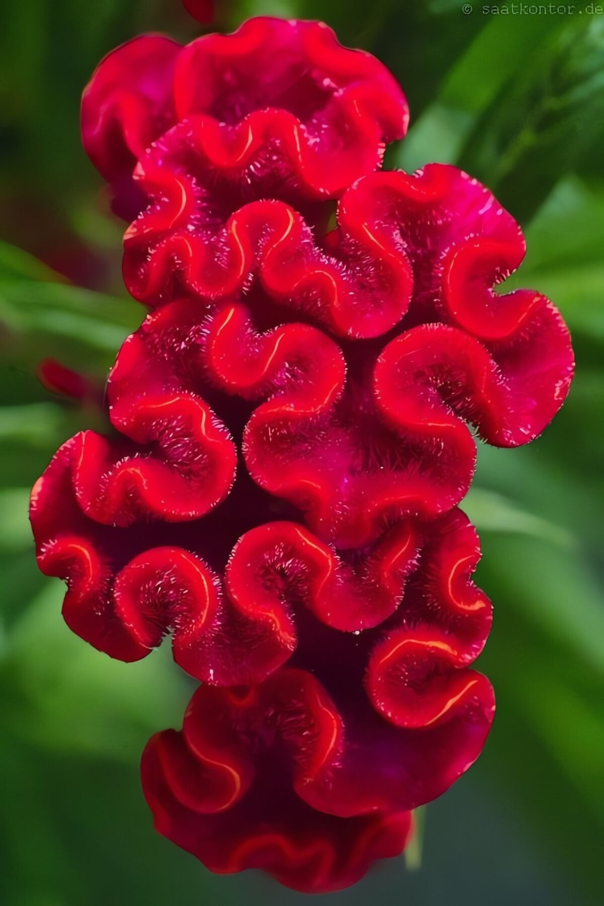 Gắn với truyện xưa, thấm đẫm nhân văn: Truyền thuyết kể rằng: Gà mái tặng mào cho một cái cây không có hoa. Từ đó, gà mái không còn mào, và hoa mào gà ra đời.