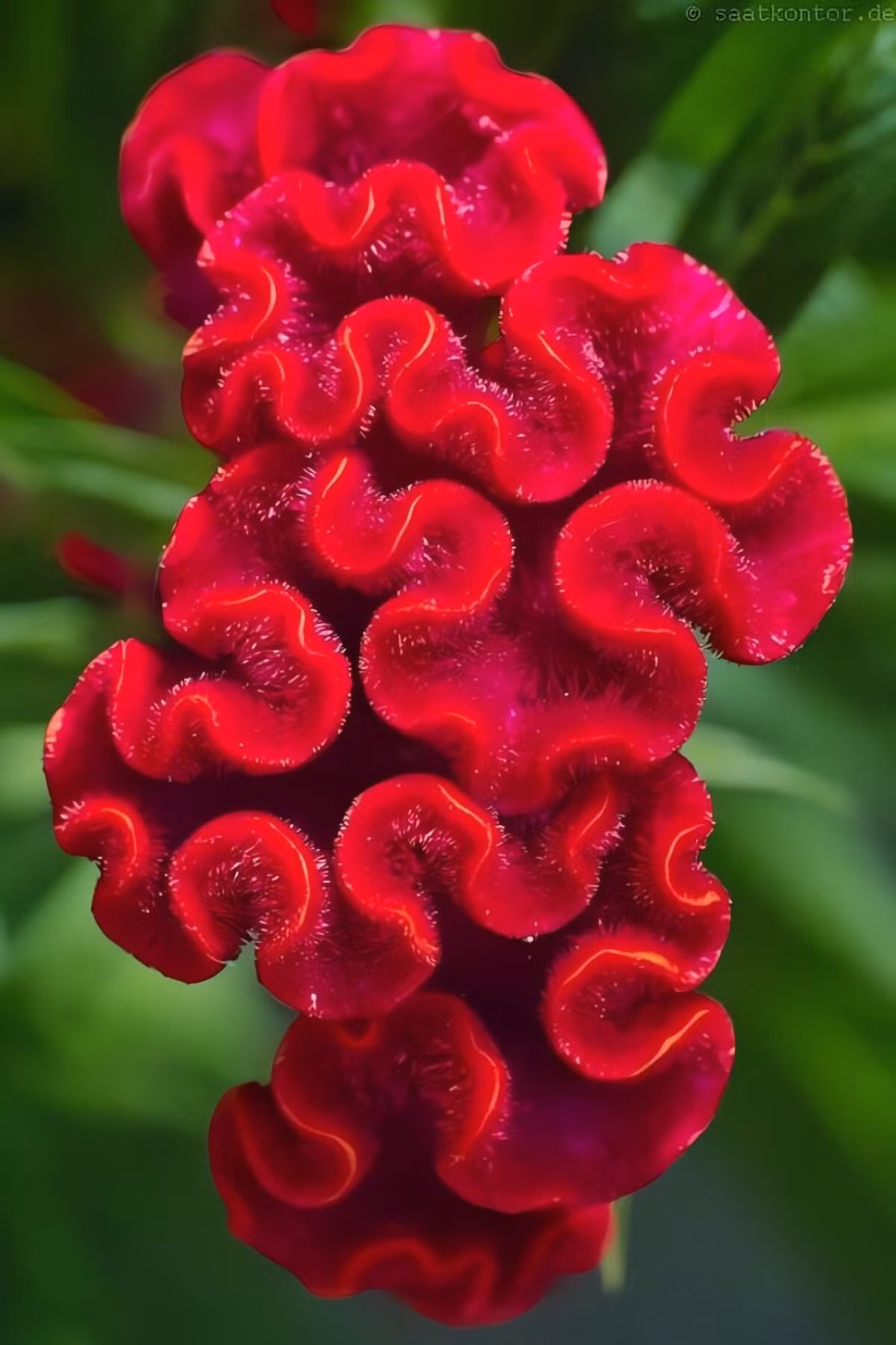 Gắn với truyện xưa, thấm đẫm nhân văn: Truyền thuyết kể rằng: Gà mái tặng mào cho một cái cây không có hoa. Từ đó, gà mái không còn mào, và hoa mào gà ra đời.