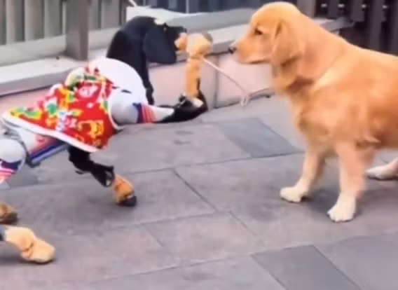 Mỗi cú sủa, mỗi động tác của chó thật đều được nó ghi nhận như một dòng dữ liệu đầu vào.(Ảnh cắt từ clip)