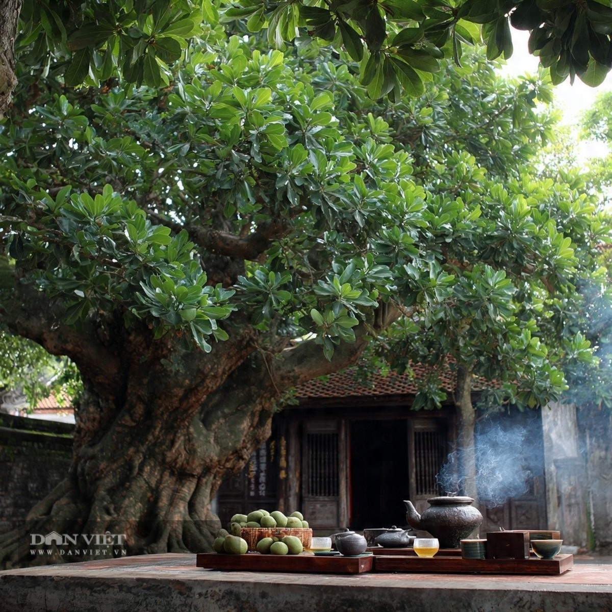 Trong mắt người xưa, cây cối lâu năm trong nhà đã trở thành "báu vật bảo vệ ngôi nhà"