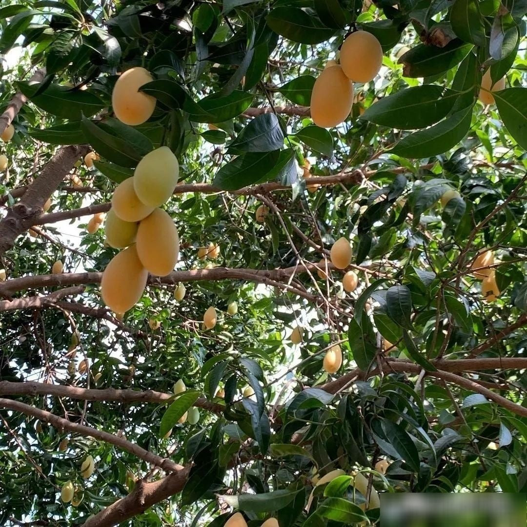 2. Cây Thanh Trà – Vẻ đẹp nhiệt đới vàng rực: Cây thanh trà nổi bật với tán lá xanh mướt và những quả vàng cam căng mọng, mang đậm vẻ đẹp của vùng nhiệt đới. Quả thanh trà nhỏ xinh, nặng khoảng 40g, có vị ngọt thanh xen nhẹ chút chua, tạo cảm giác tươi mát rất đặc trưng.