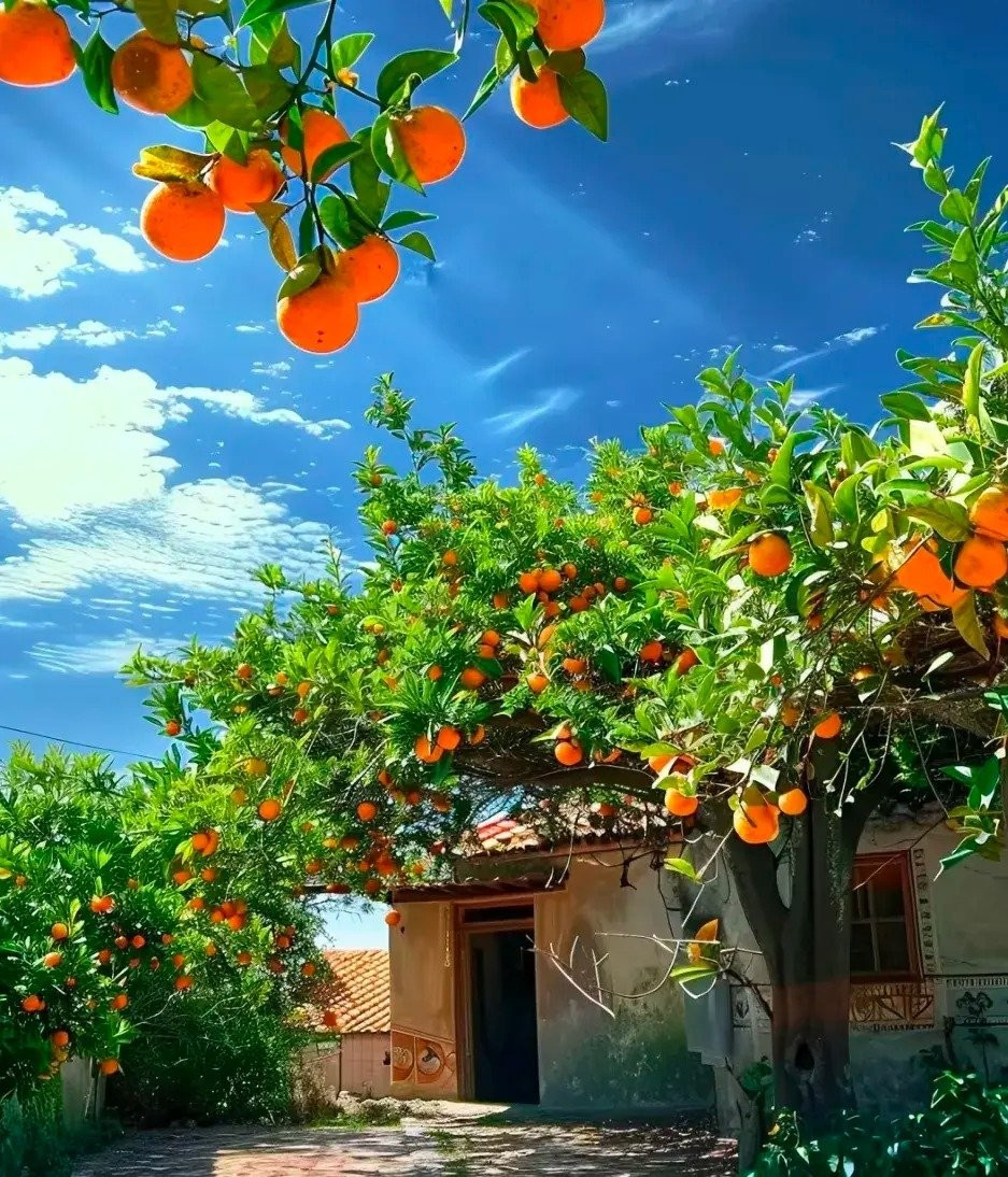 Cam không cần chăm sóc cầu kỳ, chỉ cần tưới khi đất khô, bón phân vào mùa xuân và thu. Người xưa còn dặn không nên cắt tỉa quá mạnh, để cây tự sinh trưởng thì quả sẽ sai hơn.