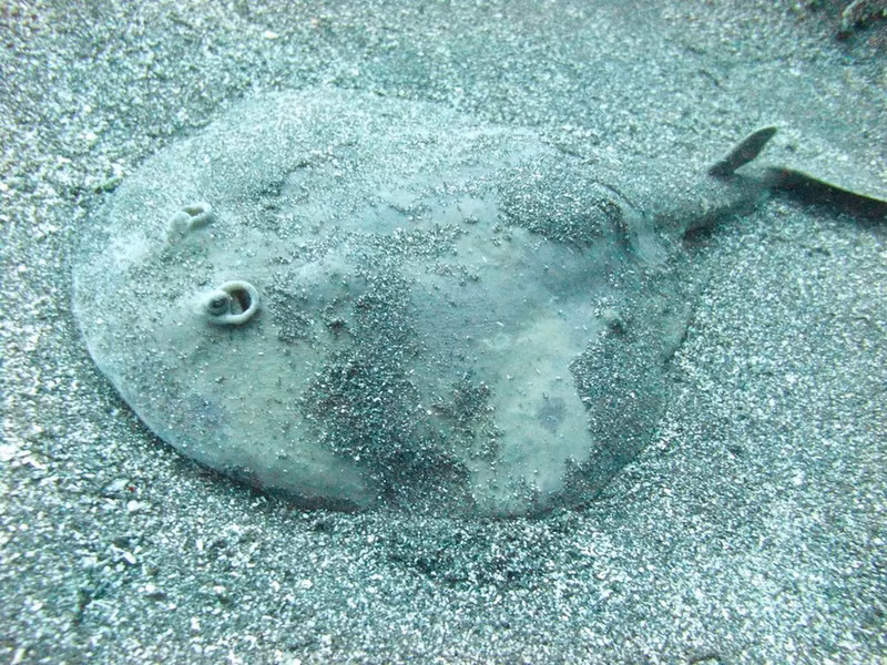 Cá đuối điện có một bộ phận có khả năng tạo ra những cú sốc điện. Những con cá này sử dụng điện để hạ gục kẻ săn mồi và bắt con mồi. Loài vật có thể kiểm soát cường độ của những cú sốc điện, có thể phóng ra điện liều lượng tương đối thấp như là một lời cảnh báo cho những kẻ săn mồi tò mò và liều cao để bắt con mồi.