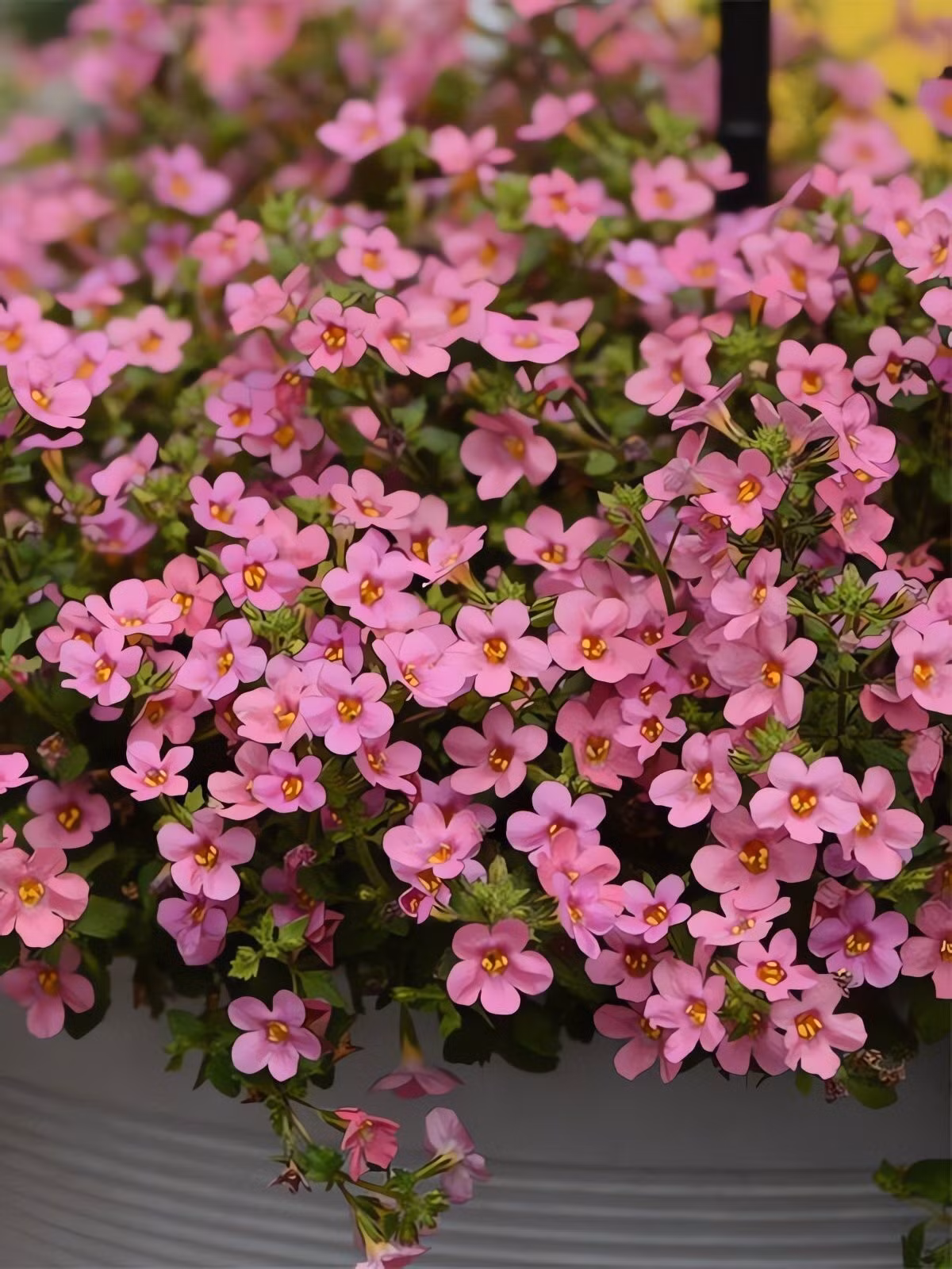 Đa sắc như cầu vồng ngọt ngào: Hoa Bacopa có nhiều màu: trắng, tím, hồng, xanh, vàng, đỏ... Mỗi sắc hoa mang nét riêng, giúp cây trở thành điểm nhấn mềm mại giữa thiên nhiên.