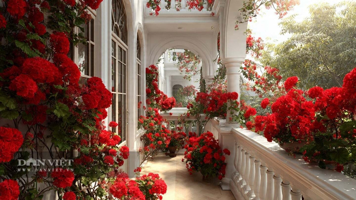 2. Phong lữ – “Người tạo không khí” cho ban công: Phong lữ nổi bật với thời gian nở hoa dài và màu sắc phong phú, mỗi chùm hoa xòe tròn như chiếc ô nhỏ. Khi đặt trên ban công, đặc biệt trong những căn hộ sang trọng, phong lữ mang lại cảm giác rực rỡ, ấm áp và đầy sức sống.