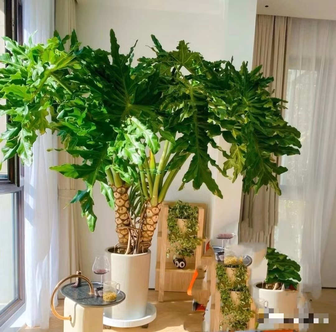 5. Trầu bà thanh xuân: Trầu bà thanh xuân (trầu bà tay Phật) nổi bật với lá to, xẻ sâu như bàn tay. Lá lớn giúp thoát hơi nước mạnh, nhanh chóng làm không khí trong nhà trở nên ẩm hơn.