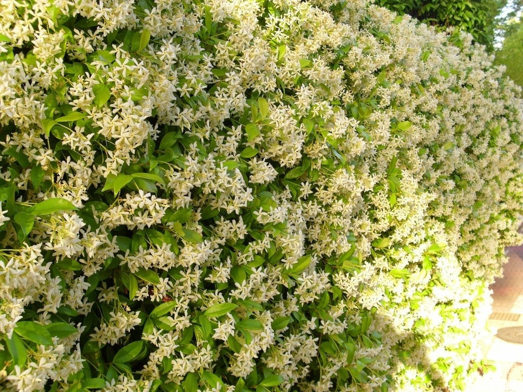 Nhài cối xay gió – vẻ đẹp của bầu trời sao. Tên khoa học là Trachelospermum jasminoides, cây còn được gọi là nhài leo, lài sao, nguyệt quế leo. Hoa nhỏ, trắng như tuyết, cánh xếp hình chong chóng, tỏa hương dịu nhẹ.