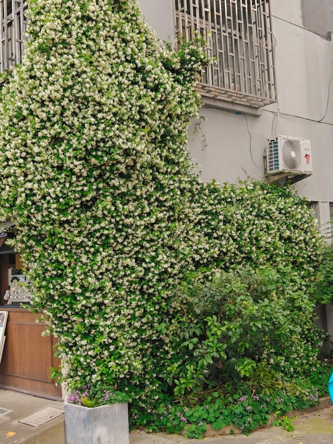 Hoa nhài – không chỉ một loài duy nhất. Có rất nhiều giống hoa nhài, một số phù hợp trồng trong chậu, số khác hợp trồng xuống đất – và "nhài cối xay gió" chính là loài lý tưởng nhất cho đất vườn.