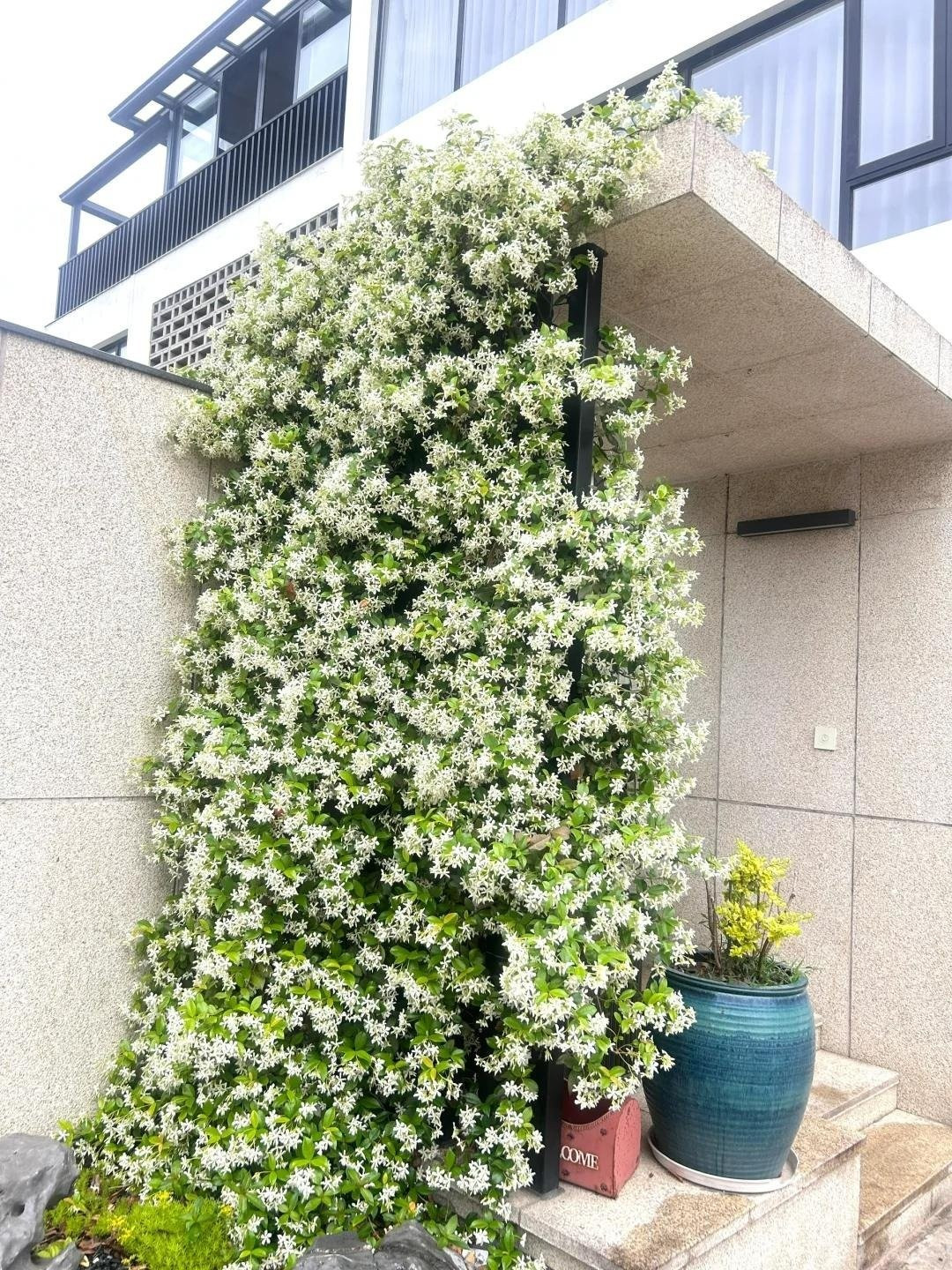 Một góc vườn nhỏ, một thế giới bình yên. Ngồi dưới thác hoa trắng như tuyết, ngắm những bông hoa xoay tròn trong gió, người ta chợt nhận ra: thiên nhiên luôn có cách làm dịu lòng ta giữa cuộc sống bộn bề.