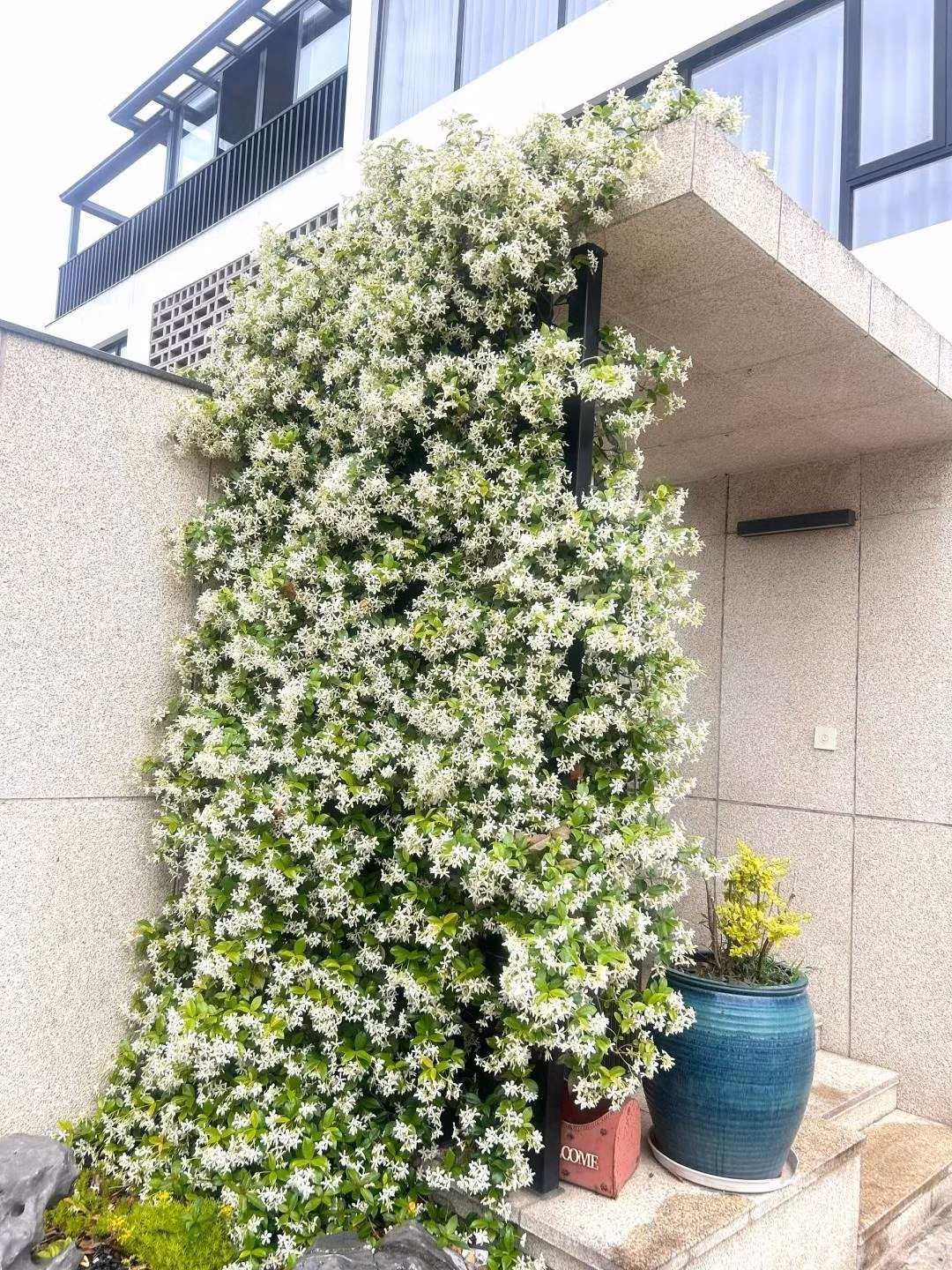 Một góc vườn nhỏ, một thế giới bình yên. Ngồi dưới thác hoa trắng như tuyết, ngắm những bông hoa xoay tròn trong gió, người ta chợt nhận ra: thiên nhiên luôn có cách làm dịu lòng ta giữa cuộc sống bộn bề.