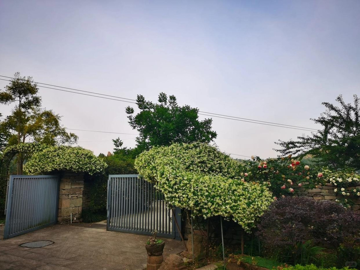 Cây cảnh “thanh lọc không khí” giữa lòng thành phố. Lá có lớp sáp giúp hút bụi và khí độc. Cây giúp giảm nhiệt, tạo bóng mát và làm trong lành bầu không khí – rất phù hợp với môi trường đô thị hiện đại.