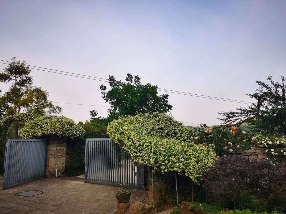 Cây cảnh “thanh lọc không khí” giữa lòng thành phố. Lá có lớp sáp giúp hút bụi và khí độc. Cây giúp giảm nhiệt, tạo bóng mát và làm trong lành bầu không khí – rất phù hợp với môi trường đô thị hiện đại.