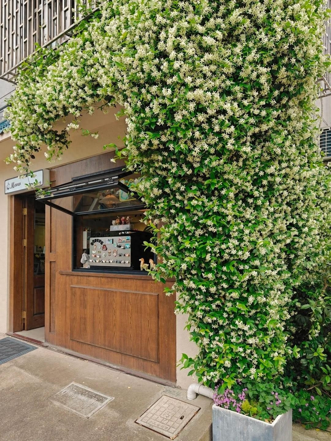 Mỗi chậu cây là một bức tranh thiên nhiên. Hoa nở tinh tế, từng cánh hoa như xoay tròn trong gió. Nhài sao không chỉ làm đẹp mà còn mang lại cảm giác an yên, mộng mơ và thi vị cho cuộc sống.