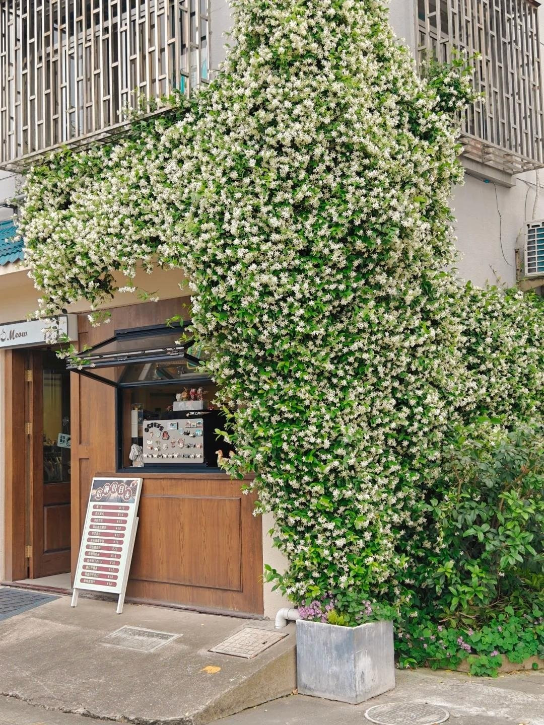 Mùa hè này, hãy trồng loài cây cảnh thơm ngát nhất. Thời điểm lý tưởng để trồng hoa nhài là ngay mùa hè này. Chỉ một bông nở cũng đủ lan tỏa hương thơm mát rượi khắp căn phòng, khiến ai cũng mê đắm.