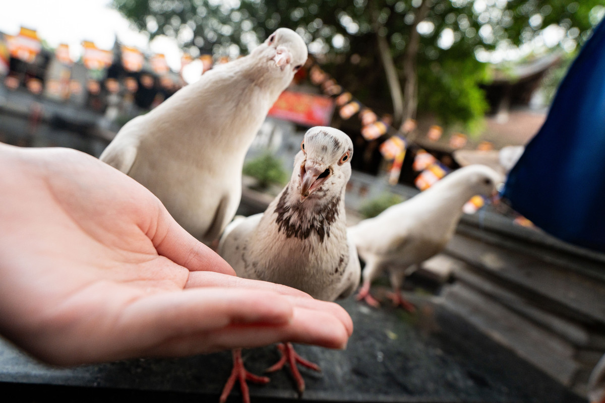 Theo quan niệm dân gian, việc cho cá, chim ăn hay thực hiện phóng sinh được xem là cách gieo duyên lành, tích phúc cho bản thân và gia đình. Với nhiều người trẻ, đây không chỉ là một nghi thức tín ngưỡng mà còn là cách gửi gắm mong ước về bình an, may mắn và những điều tốt đẹp trong năm mới sắp tới.