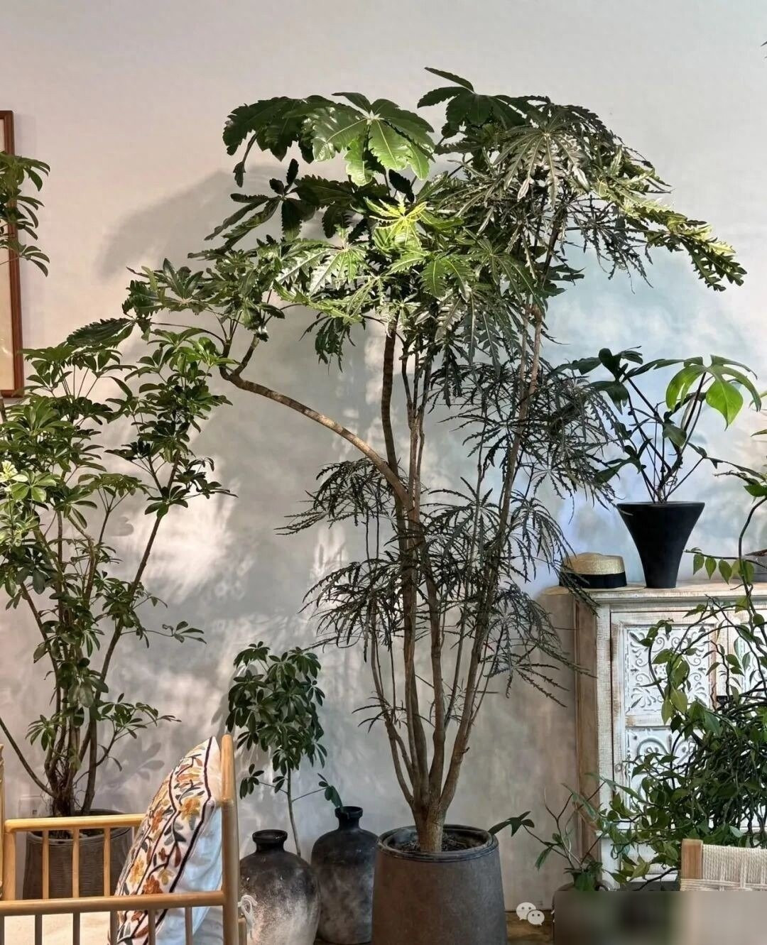 Cây cảnh khổng tước này rất xứng đáng được đặt theo tên của con công. Ảnh minh họa Toutiao