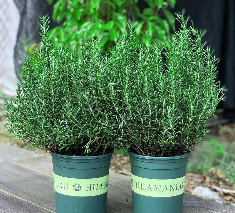 5. Hương thảo: Bí quyết tăng tập trung và trí nhớ. Cây có mùi hương đặc trưng, nhẹ nhàng nhưng đủ mạnh để kích thích vùng ghi nhớ của não – đặc biệt hữu ích cho học sinh, dân văn phòng.