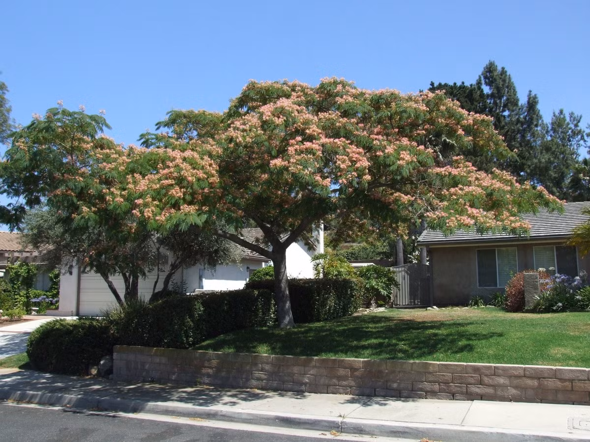 Hoa của cây cảnh này rất độc đáo, mỗi bông hoa trông giống như một chiếc quạt lông vũ nhỏ màu hồng, mềm mại như khói, với những chiếc lá xanh tươi, rất độc đáo và đẹp mắt.