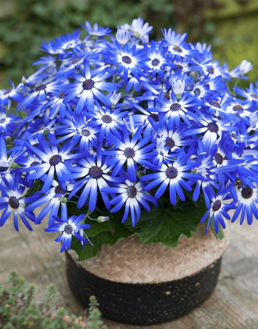 Senetti thuộc họ Cúc (Pericallis x Hybrida), còn được gọi là cúc Senetti lai. Những bông hoa khổng lồ với sắc xanh, tím, hồng, trắng xen giữa nhụy vàng tạo nên vẻ đẹp khó cưỡng.