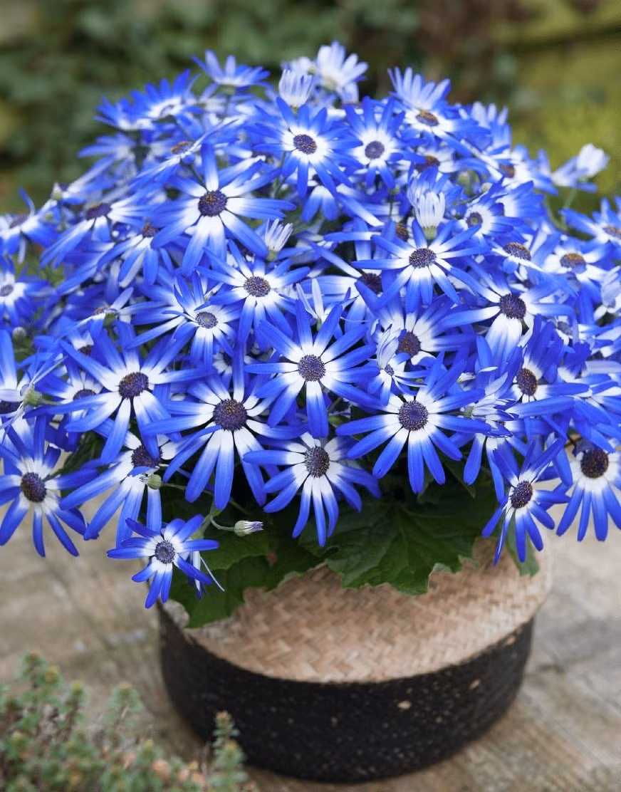 Senetti thuộc họ Cúc (Pericallis x Hybrida), còn được gọi là cúc Senetti lai. Những bông hoa khổng lồ với sắc xanh, tím, hồng, trắng xen giữa nhụy vàng tạo nên vẻ đẹp khó cưỡng.