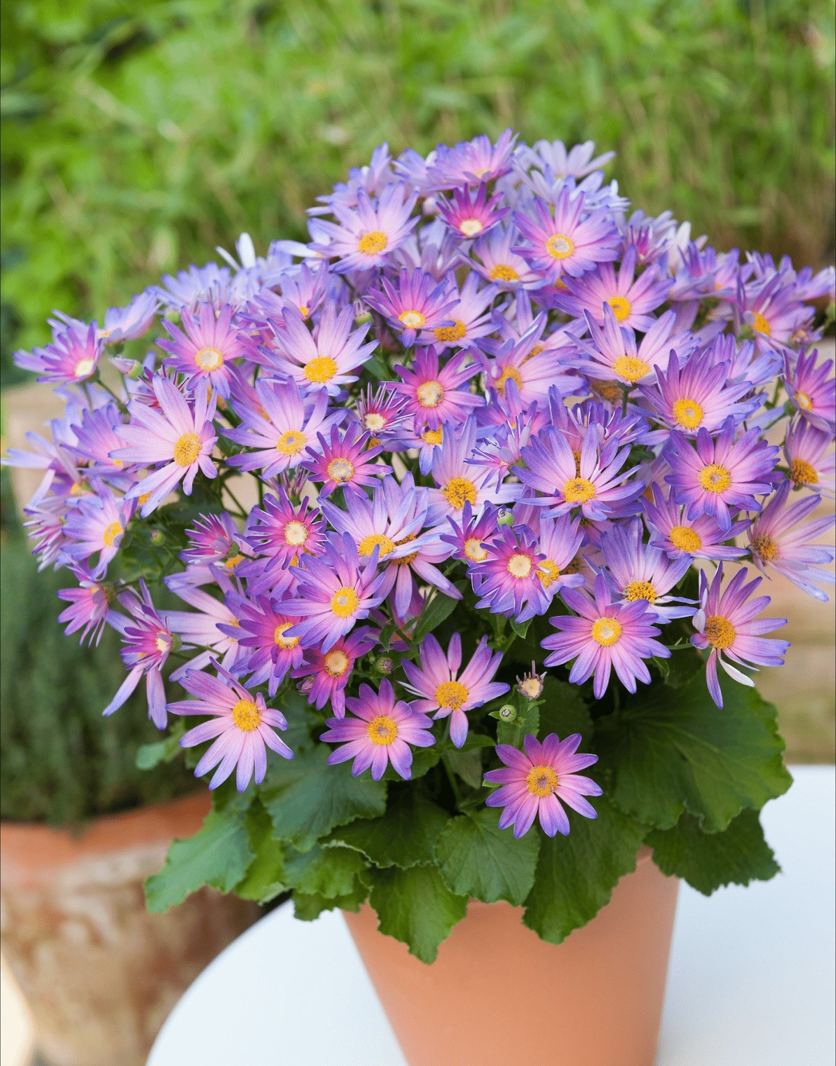 Cúc Senetti nổi bật với sắc hoa đa dạng, quyến rũ và hiếm có. Loài cây cảnh này nhanh chóng trở thành xu hướng trồng cây cảnh phong thủy được yêu thích năm 2025.