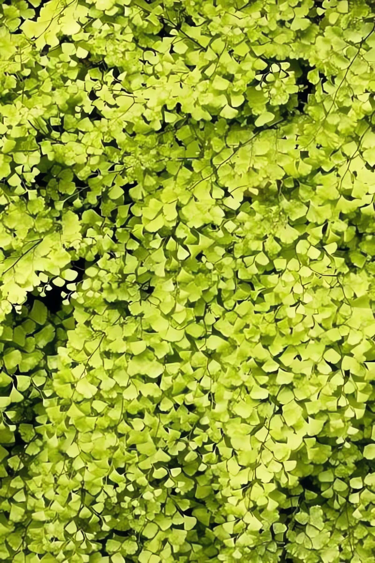 Lá non hồng đào, trưởng thành chuyển xanh lục. Dương xỉ tóc tiên quạt có lá cong mềm, gợn sóng thanh tú. Lá non khi mới mọc có màu hồng đào dịu dàng, sau đó ngả dần sang màu xanh ngọc tuyệt đẹp.