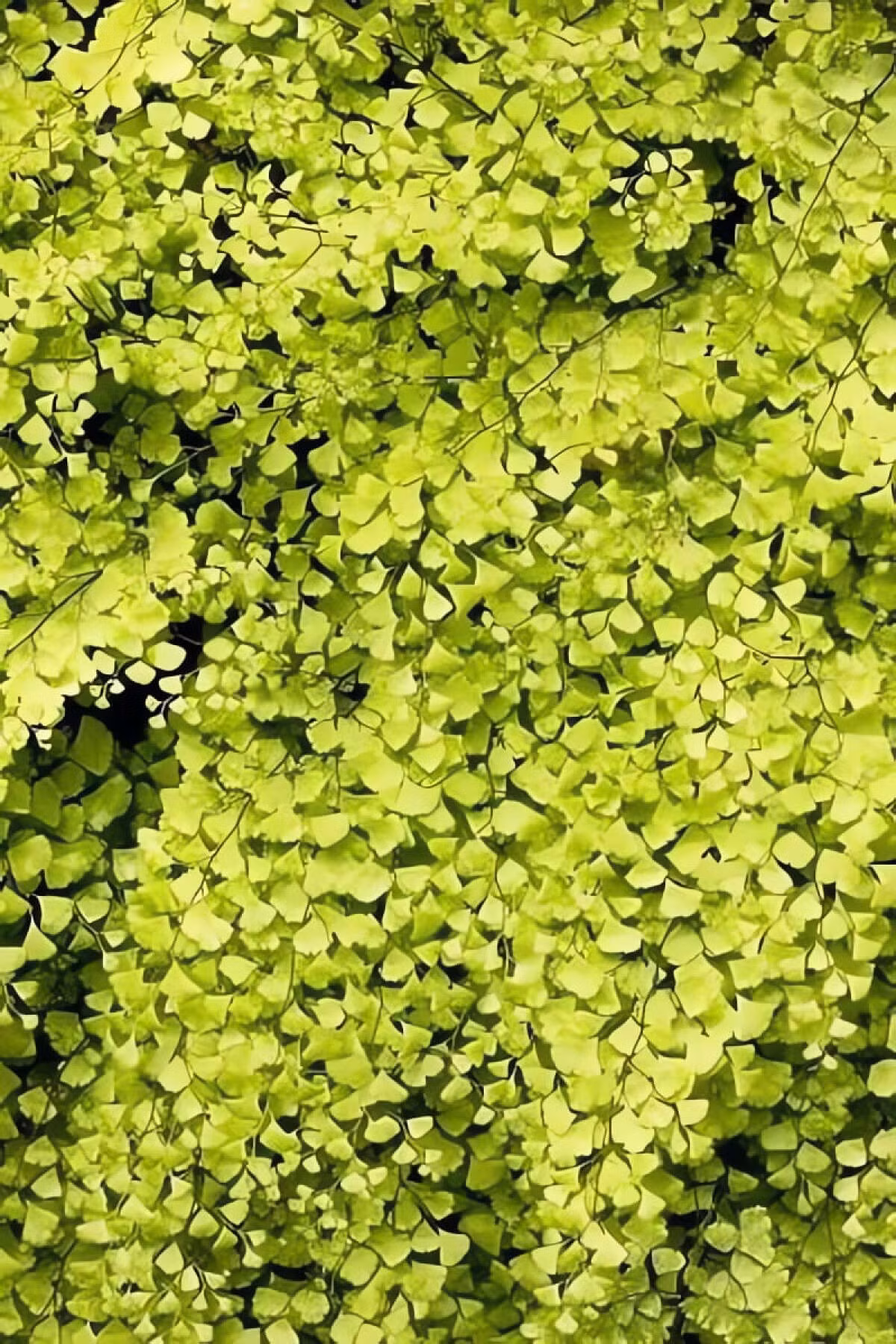 Lá non hồng đào, trưởng thành chuyển xanh lục. Dương xỉ tóc tiên quạt có lá cong mềm, gợn sóng thanh tú. Lá non khi mới mọc có màu hồng đào dịu dàng, sau đó ngả dần sang màu xanh ngọc tuyệt đẹp.