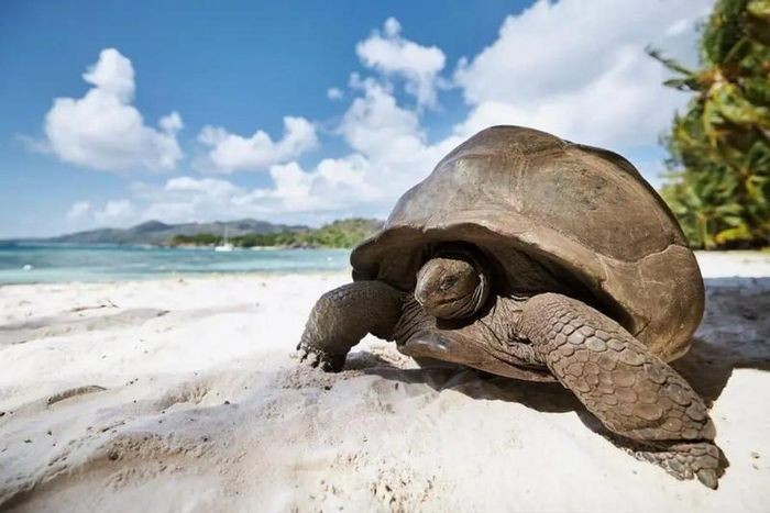 Rùa khổng lồ Aldabra ở Seychelles có thể sống hơn 150 năm; có cá thể được tin là hơn 250 tuổi. Chúng sống chậm, ít kẻ thù và gần như không thay đổi theo năm tháng.