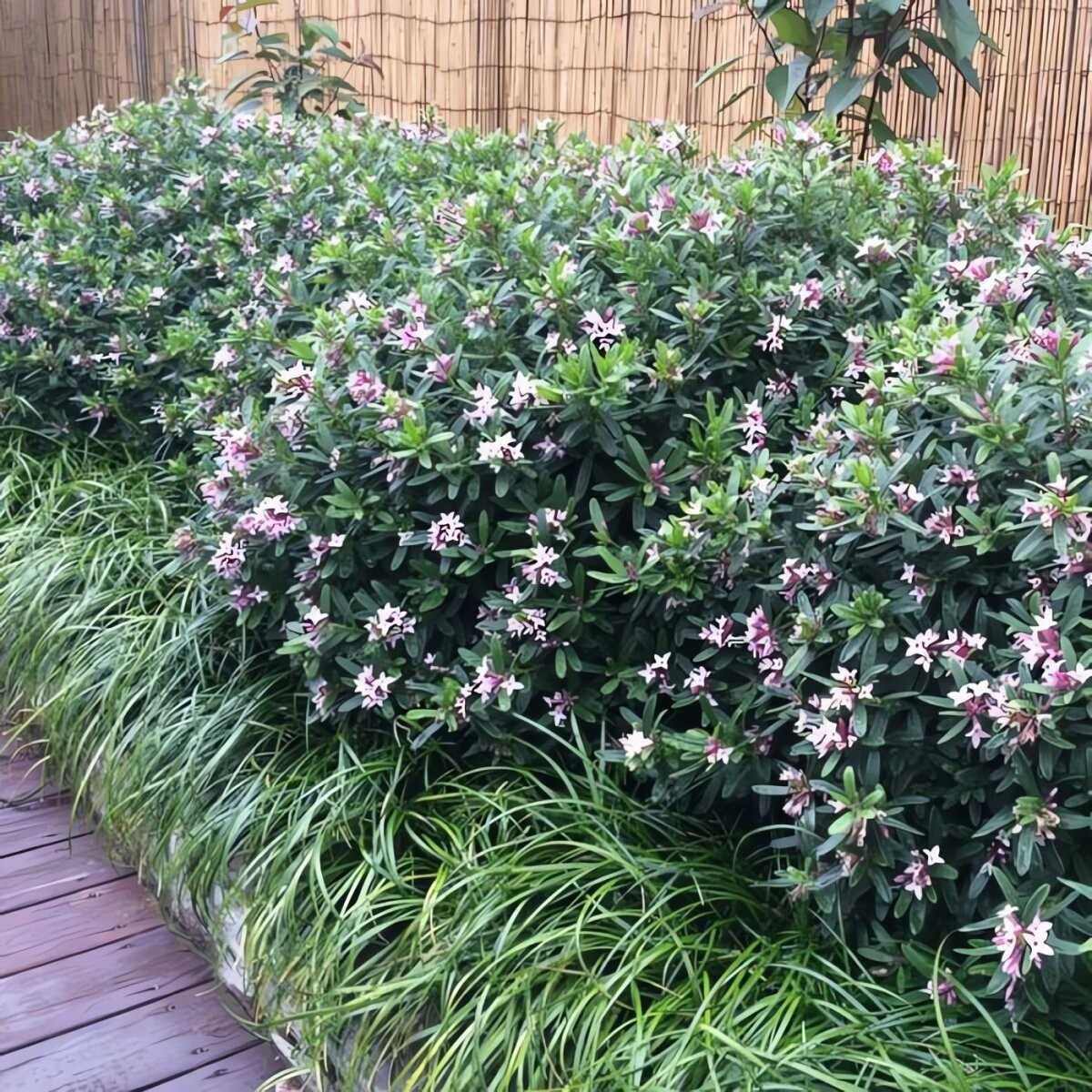 View - Loài cây cảnh tỏa hương như phép màu, mang bình yên vào nhà | Báo Tri thức và Cuộc sống - TIN TỨC PHỔ BIẾN KIẾN THỨC 24H