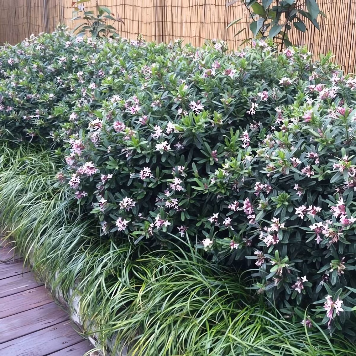 Vẻ đẹp độc đáo của công chúa nước hoa: Công chúa nước hoa không chỉ đẹp, mà còn rất đặc biệt khi nở hoa với những bông hoa lớn ở đầu cành. Màu hồng phấn nhạt dần sang trắng, kết hợp với hương thơm quyến rũ, loài cây này là lựa chọn tuyệt vời để giâm cành trong nhà.