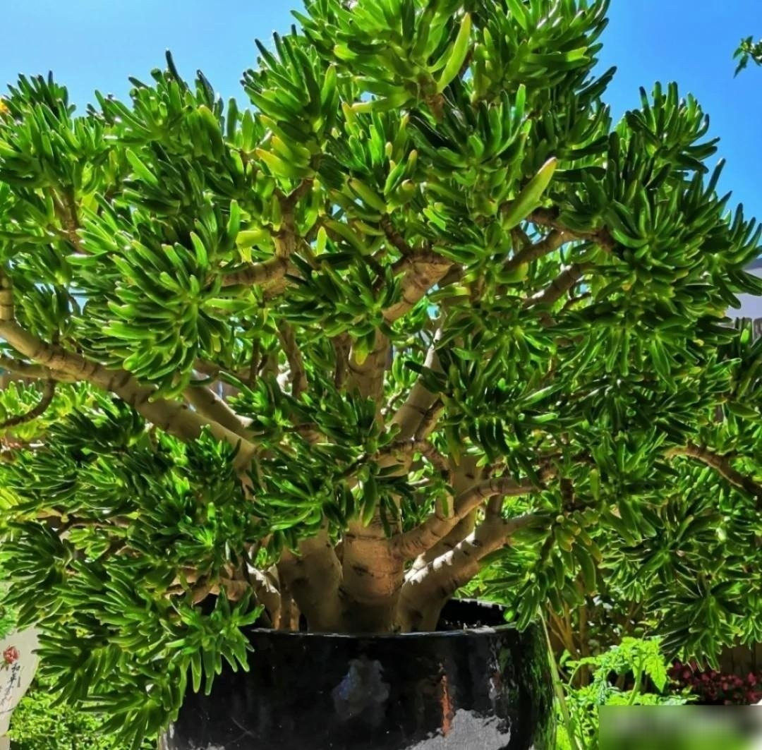 Trang trí sang trọng – lọc không khí, cải thiện tinh thần. Không chỉ đẹp, cây còn lọc không khí, tăng oxy, giúp giảm stress và tạo không gian sống xanh mát. Cây Gollum Jade là lựa chọn hoàn hảo để thay thế trầu bà.