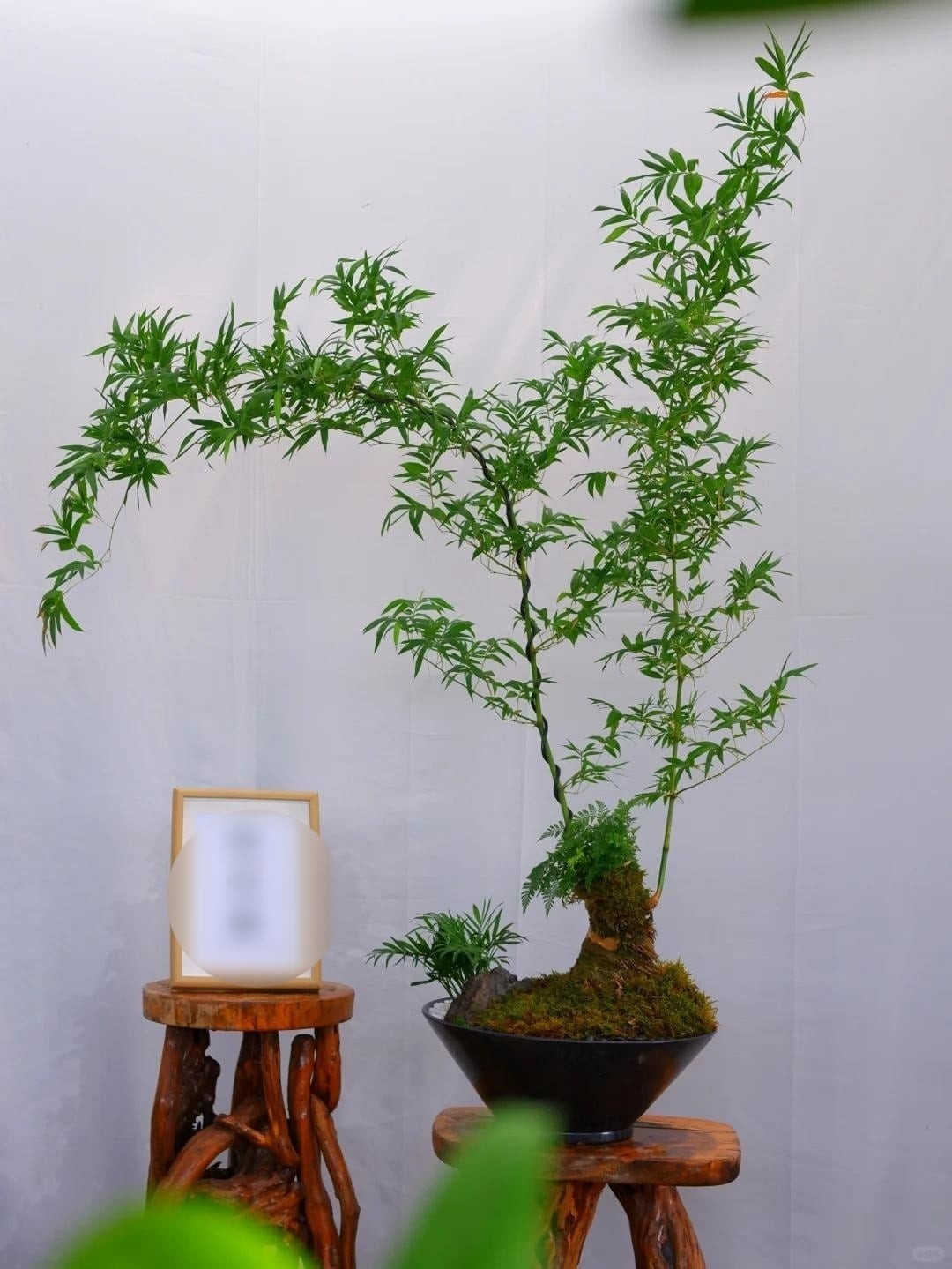 Là loại cây lý tưởng cho phòng khách, phòng ngủ, phòng làm việc, tre bonsai mang đến cảm giác xanh mát và sự thư giãn gần gũi với thiên nhiên.