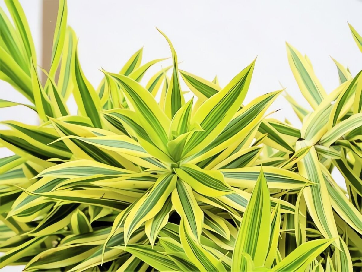 Trúc bách hợp là cây cảnh nội thất cực kỳ được yêu thích, vừa trang trí đẹp mắt vừa mang đến sự thư thái, cân bằng cho không gian sống.