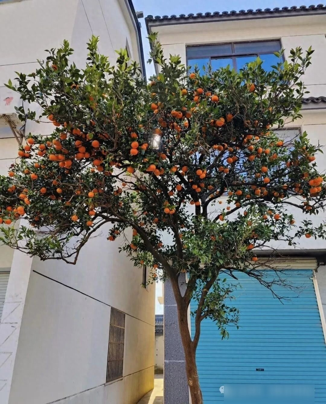 Cây cam dễ trồng, chỉ cần gieo hạt từ quả cam ăn hàng ngày là đã có cây non nảy mầm. Đặt trong chậu lớn ở ban công hay trồng dưới sân, cây sẽ xanh tốt, tỏa bóng mát và kết trái.