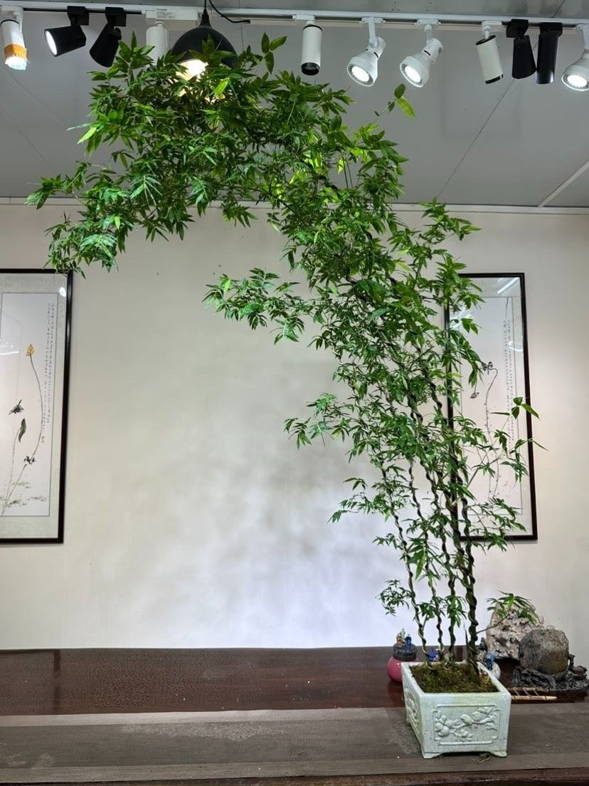 Tre bonsai dễ tạo dáng, gốc xù xì mang dấu vết thời gian và rất dễ chăm sóc. Nhiều người thích sưu tầm gốc tre lạ, chờ mầm mọc như một niềm vui an yên mỗi ngày.