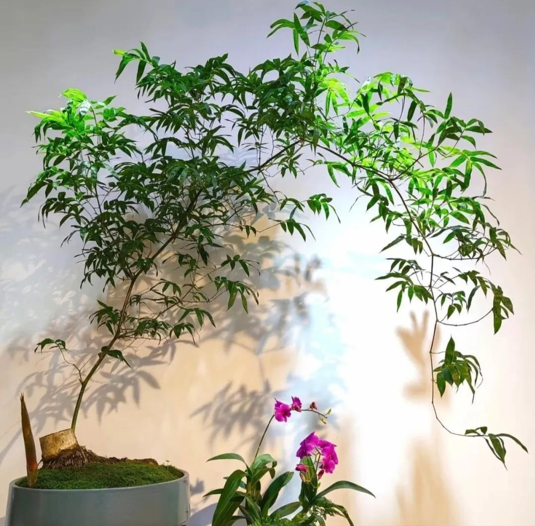 Không chỉ đẹp, tre còn mang phong thái Thiền: tĩnh tại, thanh cao, giản dị mà vẫn toát lên vẻ cao quý hiếm có.