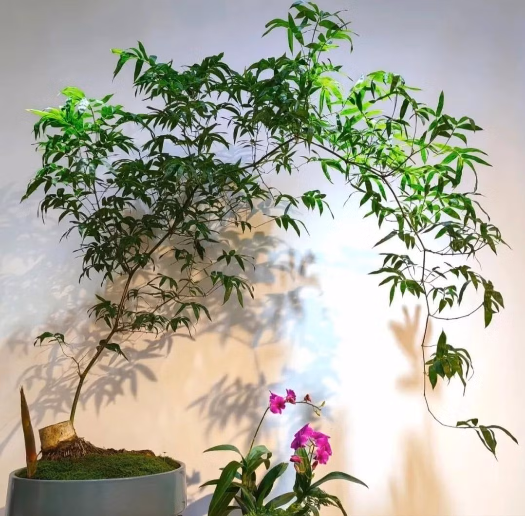 Không chỉ đẹp, tre còn mang phong thái Thiền: tĩnh tại, thanh cao, giản dị mà vẫn toát lên vẻ cao quý hiếm có.